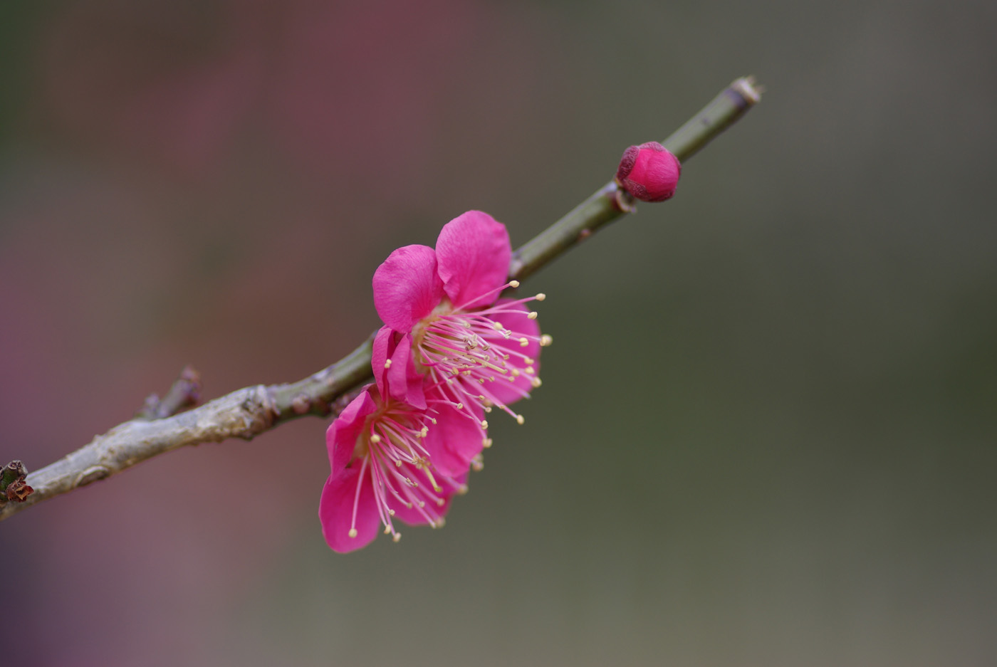 blog_imgp2095 blog_imgp2095